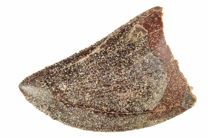 Serrated, Baby Carcharodontosaurus Tooth - Morocco #276020